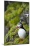 Atlantic Puffin, Spitsbergen, Svalbard, Norway-Steve Kazlowski-Mounted Premium Photographic Print