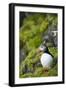 Atlantic Puffin, Spitsbergen, Svalbard, Norway-Steve Kazlowski-Framed Photographic Print