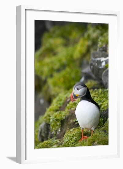 Atlantic Puffin, Spitsbergen, Svalbard, Norway-Steve Kazlowski-Framed Photographic Print