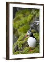 Atlantic Puffin, Spitsbergen, Svalbard, Norway-Steve Kazlowski-Framed Photographic Print