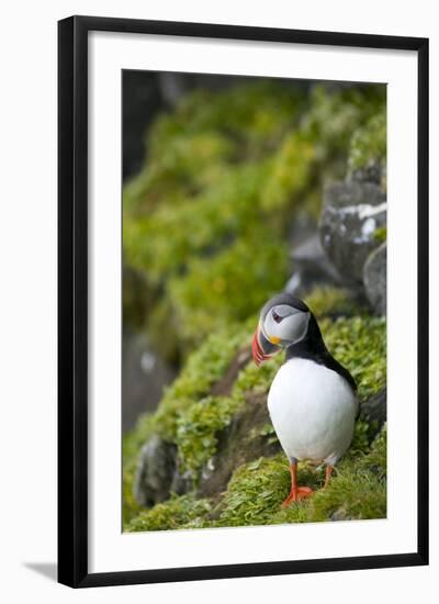 Atlantic Puffin, Spitsbergen, Svalbard, Norway-Steve Kazlowski-Framed Photographic Print