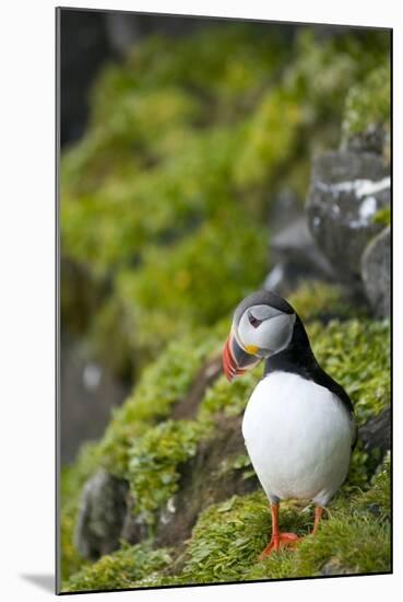 Atlantic Puffin, Spitsbergen, Svalbard, Norway-Steve Kazlowski-Mounted Photographic Print