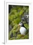 Atlantic Puffin, Spitsbergen, Svalbard, Norway-Steve Kazlowski-Framed Photographic Print