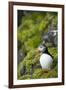 Atlantic Puffin, Spitsbergen, Svalbard, Norway-Steve Kazlowski-Framed Photographic Print