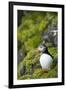 Atlantic Puffin, Spitsbergen, Svalbard, Norway-Steve Kazlowski-Framed Photographic Print