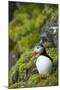 Atlantic Puffin, Spitsbergen, Svalbard, Norway-Steve Kazlowski-Mounted Photographic Print