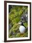 Atlantic Puffin, Spitsbergen, Svalbard, Norway-Steve Kazlowski-Framed Photographic Print