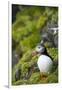 Atlantic Puffin, Spitsbergen, Svalbard, Norway-Steve Kazlowski-Framed Photographic Print