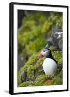 Atlantic Puffin, Spitsbergen, Svalbard, Norway-Steve Kazlowski-Framed Premium Photographic Print