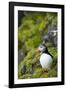 Atlantic Puffin, Spitsbergen, Svalbard, Norway-Steve Kazlowski-Framed Premium Photographic Print