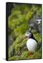 Atlantic Puffin, Spitsbergen, Svalbard, Norway-Steve Kazlowski-Framed Stretched Canvas