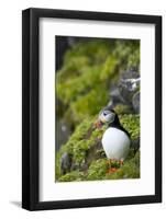 Atlantic Puffin, Spitsbergen, Svalbard, Norway-Steve Kazlowski-Framed Photographic Print