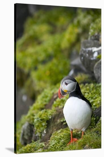 Atlantic Puffin, Spitsbergen, Svalbard, Norway-Steve Kazlowski-Stretched Canvas