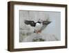 Atlantic puffin standing on rock with fish in beak, USA-George Sanker-Framed Photographic Print