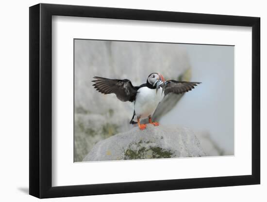 Atlantic puffin standing on rock with fish in beak, USA-George Sanker-Framed Photographic Print