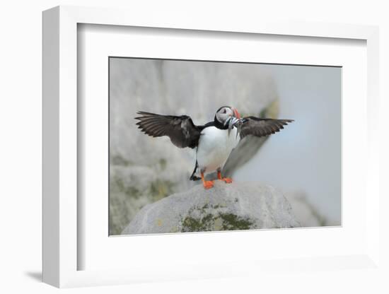 Atlantic puffin standing on rock with fish in beak, USA-George Sanker-Framed Photographic Print