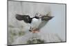 Atlantic puffin standing on rock with fish in beak, USA-George Sanker-Mounted Photographic Print