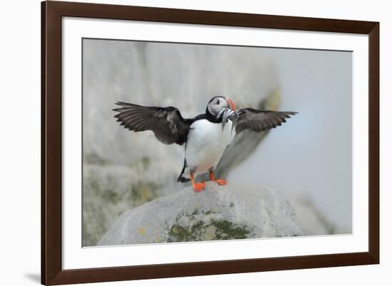 Atlantic puffin standing on rock with fish in beak, USA-George Sanker-Framed Photographic Print