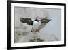 Atlantic puffin standing on rock with fish in beak, USA-George Sanker-Framed Photographic Print