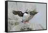 Atlantic puffin standing on rock with fish in beak, USA-George Sanker-Framed Stretched Canvas