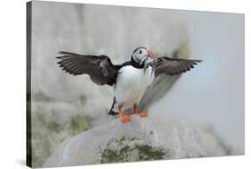 Atlantic puffin standing on rock with fish in beak, USA-George Sanker-Stretched Canvas