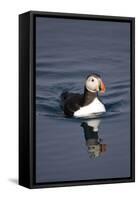 Atlantic Puffin Swimming in the Svalbard Islands-Paul Souders-Framed Stretched Canvas