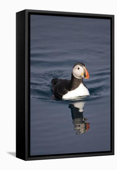 Atlantic Puffin Swimming in the Svalbard Islands-Paul Souders-Framed Stretched Canvas