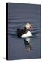 Atlantic Puffin Swimming in the Svalbard Islands-Paul Souders-Stretched Canvas