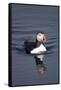 Atlantic Puffin Swimming in the Svalbard Islands-Paul Souders-Framed Stretched Canvas