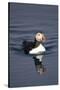 Atlantic Puffin Swimming in the Svalbard Islands-Paul Souders-Stretched Canvas