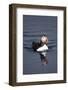 Atlantic Puffin Swimming in the Svalbard Islands-Paul Souders-Framed Photographic Print