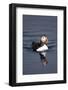 Atlantic Puffin Swimming in the Svalbard Islands-Paul Souders-Framed Photographic Print