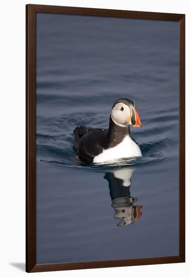 Atlantic Puffin Swimming in the Svalbard Islands-Paul Souders-Framed Photographic Print