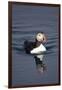 Atlantic Puffin Swimming in the Svalbard Islands-Paul Souders-Framed Photographic Print