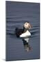 Atlantic Puffin Swimming in the Svalbard Islands-Paul Souders-Mounted Photographic Print