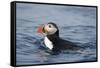 Atlantic Puffin Swimming-Paul Souders-Framed Stretched Canvas