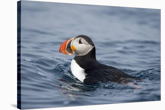 Atlantic Puffin Swimming-Paul Souders-Stretched Canvas