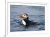 Atlantic Puffin Swimming-Paul Souders-Framed Photographic Print