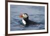 Atlantic Puffin Swimming-Paul Souders-Framed Photographic Print