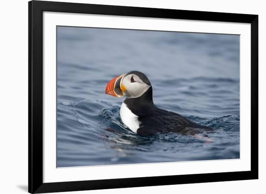 Atlantic Puffin Swimming-Paul Souders-Framed Photographic Print