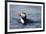 Atlantic Puffin Swimming-Paul Souders-Framed Photographic Print