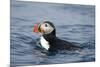 Atlantic Puffin Swimming-Paul Souders-Mounted Photographic Print