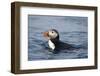 Atlantic Puffin Swimming-Paul Souders-Framed Photographic Print