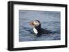 Atlantic Puffin Swimming-Paul Souders-Framed Photographic Print