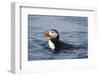 Atlantic Puffin Swimming-Paul Souders-Framed Photographic Print