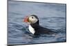 Atlantic Puffin Swimming-Paul Souders-Mounted Photographic Print