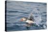 Atlantic Puffin Takes Flight, Spitsbergen, Svalbard, Norway-Steve Kazlowski-Stretched Canvas