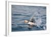 Atlantic Puffin Takes Flight, Spitsbergen, Svalbard, Norway-Steve Kazlowski-Framed Photographic Print