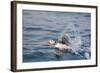 Atlantic Puffin Takes Flight, Spitsbergen, Svalbard, Norway-Steve Kazlowski-Framed Photographic Print