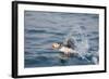 Atlantic Puffin Takes Flight, Spitsbergen, Svalbard, Norway-Steve Kazlowski-Framed Photographic Print